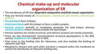 Chemical make-up and molecular
organization of ER
• The membranes of ER have lipoprotein composition and fluid-mosaic organization.
• They are formed mostly of phospholipids, cholesterol and intrinsic and extrinsic
proteins.
• Phospholipids form a bilayer.
• Cholesterol binds with this bilayer to form a stable complex.
• Intrinsic proteins partially or completely penetrate the lipid bilayer, whereas
extrinsic proteins remain entirely outside the lipid bilayer.
• Intrinsic proteins are mostly structural, and extrinsic proteins are mostly enzymatic.
• There are two characteristic transmembrane structural glycoproteins in the RER,
namely ribophorins I & II (absent in SER).
• They serve as the binding sites for ribosomes, and also mediate the binding of
ribosome with RER.
• Ribophorins interact with each other and form a network within the membrane to
control the distribution of ribosome binding sites.
 