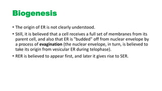 Biogenesis
• The origin of ER is not clearly understood.
• Still, it is believed that a cell receives a full set of membranes from its
parent cell, and also that ER is "budded" off from nuclear envelope by
a process of evagination (the nuclear envelope, in turn, is believed to
take its origin from vesicular ER during telophase).
• RER is believed to appear first, and later it gives rise to SER.
 