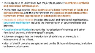 • The biogenesis of ER involves two major steps, namely membrane synthesis
and membrane differentiation.
• The former involves the initial synthesis of a basic framework of lipids and
intrinsic proteins, and the latter involves the chemical modification of this
framework by the incorporation of additional constituents.
• Membrane differentiation includes structural and functional modifications.
Structural modification includes the incorporation of structural lipids and
proteins.
• Functional modification includes the introduction of enzymes and other
functional proteins and some specific sugars.
• Evidences suggest that the introduction of each kind of molecule is
independent of the others.
• Most of the ER proteins are synthesised on the ER-bound ribosomes, and a few
on free cytoribosomes.
 