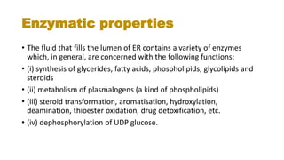Enzymatic properties
• The fluid that fills the lumen of ER contains a variety of enzymes
which, in general, are concerned with the following functions:
• (i) synthesis of glycerides, fatty acids, phospholipids, glycolipids and
steroids
• (ii) metabolism of plasmalogens (a kind of phospholipids)
• (iii) steroid transformation, aromatisation, hydroxylation,
deamination, thioester oxidation, drug detoxification, etc.
• (iv) dephosphorylation of UDP glucose.
 