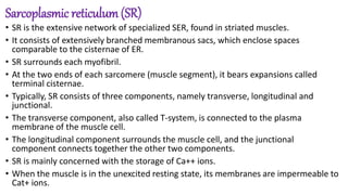 Sarcoplasmic reticulum(SR)
• SR is the extensive network of specialized SER, found in striated muscles.
• It consists of extensively branched membranous sacs, which enclose spaces
comparable to the cisternae of ER.
• SR surrounds each myofibril.
• At the two ends of each sarcomere (muscle segment), it bears expansions called
terminal cisternae.
• Typically, SR consists of three components, namely transverse, longitudinal and
junctional.
• The transverse component, also called T-system, is connected to the plasma
membrane of the muscle cell.
• The longitudinal component surrounds the muscle cell, and the junctional
component connects together the other two components.
• SR is mainly concerned with the storage of Ca++ ions.
• When the muscle is in the unexcited resting state, its membranes are impermeable to
Cat+ ions.
 