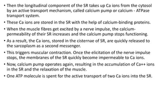 • Then the longitudinal component of the SR takes up Ca ions from the cytosol
by an active transport mechanism, called calcium pump or calcium - ATPase
transport system.
• These Ca ions are stored in the SR with the help of calcium-binding proteins.
• When the muscle fibres get excited by a nerve impulse, the calcium-
permeability of their SR increases and the calcium pump stops functioning.
• As a result, the Ca ions, stored in the cisternae of SR, are quickly released to
the sarcoplasm as a second messenger.
• This triggers muscular contraction. Once the elicitation of the nerve impulse
stops, the membranes of the SR quickly become impermeable to Ca ions.
• Now, calcium pump operates again, resulting in the accumulation of Ca++ ions
in the SR and the relaxation of the muscle.
• One ATP molecule is spent for the active transport of two Ca ions into the SR.
 