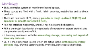 Morphology
• ER is a complex system of membrane-bound spaces.
• These spaces are filled with a fluid,. rich in enzymes, metabolites and synthetic
products.
• There are two kinds of ER, namely granular or rough -surfaced ER (RER) and
agranular or smooth-surfaced ER (SER).
• RER has attached ribosomes, and SER has no attached ribosomes.
• RER is the major location for the synthesis of secretory or export proteins and
the protein constituents of ER.
• It is mainly concerned with the assembling, storage, processing and export of
secretory proteins.
• So, it is most extensive in cells which are active in the synthesis of secretory
proteins (e.g., enzyme-secreting cells, liver cells, pancreatic acinar cells).
 