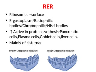 Function Of Endoplasmic Reticulum In Animal Cell