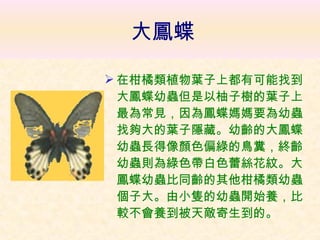 大鳳蝶 在柑橘類植物葉子上都有可能找到大鳳蝶幼蟲但是以柚子樹的葉子上最為常見，因為鳳蝶媽媽要為幼蟲找夠大的葉子隱藏。幼齡的大鳳蝶幼蟲長得像顏色偏綠的鳥糞，終齡幼蟲則為綠色帶白色蕾絲花紋。大鳳蝶幼蟲比同齡的其他柑橘類幼蟲個子大。由小隻的幼蟲開始養，比較不會養到被天敵寄生到的。   