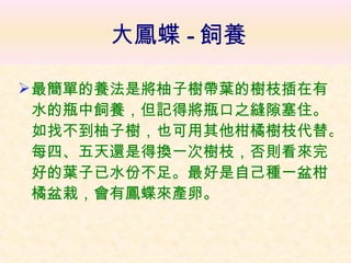 大鳳蝶 - 飼養 最簡單的養法是將柚子樹帶葉的樹枝插在有水的瓶中飼養，但記得將瓶口之縫隙塞住。如找不到柚子樹，也可用其他柑橘樹枝代替。每四、五天還是得換一次樹枝，否則看來完好的葉子已水份不足。最好是自己種一盆柑橘盆栽，會有鳳蝶來產卵。 