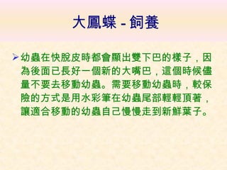 大鳳蝶 - 飼養 幼蟲在快脫皮時都會顯出雙下巴的樣子，因為後面已長好一個新的大嘴巴，這個時候儘量不要去移動幼蟲。需要移動幼蟲時，較保險的方式是用水彩筆在幼蟲尾部輕輕頂著，讓適合移動的幼蟲自己慢慢走到新鮮葉子。 