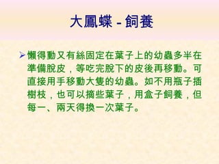 大鳳蝶 - 飼養 懶得動又有絲固定在葉子上的幼蟲多半在準備脫皮，等吃完脫下的皮後再移動。可直接用手移動大隻的幼蟲。如不用瓶子插樹枝，也可以摘些葉子，用盒子飼養，但每一、兩天得換一次葉子。   