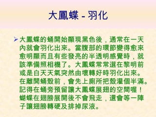 大鳳蝶 - 羽化  大鳳蝶的蛹開始顯現黑色後，通常在一天內就會羽化出來。當腹部的環節變得愈來愈明顯而且有些發亮的半透明感覺時，就該準備照相機了。大鳳蝶常常選在黎明前或是白天天氣突然由壞轉好時羽化出來。在離開蛹殼前，會先上廁所把殼灌個半滿。記得在蛹旁預留讓大鳳蝶展翅的空間喔！蝴蝶在翅膀展開後不會飛走，還會等一陣子讓翅膀轉硬及排掉尿液。   