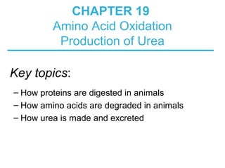 CHAPTER 19 
Amino Acid Oxidation 
Production of Urea 
Key topics: 
– How proteins are digested in animals 
– How amino acids are degraded in animals 
– How urea is made and excreted 
 