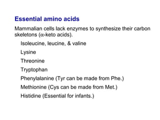 Biochemistry Amino Acid Oxidation