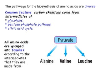 Biochemistry Amino Acid Oxidation