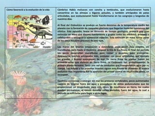 Cómo favoreció a la evolución de la vida Cámbrico Había moluscos con concha y tentáculos, que evolucionaron hasta
convertirse en las almejas y bígaros actuales, y también artrópodos de patas
articuladas, que evolucionaron hasta transformarse en los cangrejos y langostas de
nuestros días.
Al final del Ordovícico se produjo un fuerte descenso de la temperatura media del
planeta con la formación de casquetes glaciares que llegarían hasta los comienzos del
silúrico. Este episodio, breve en términos de tiempo geológico, provocó una gran
extinción en masa que diezmó fuertemente a grupos como los trilobites, briozoos o
cefalópodos y extinguió a numerosas especies. Esta extinción en masa forma parte
de los cinco mayores procesos de este tipo.
Los mares del Silúrico empezaron a extenderse unos peces muy simples, sin
mandíbulas, pero hasta el Devónico empezó la Era de los Peces. Al final del período
los peces desarrollan mandíbulas para comer y escamas para protegerse.
Aparecieron muchos artrópodos más, animales con patas articuladas, por ejemplo
los grandes y feroces escorpiones de mar. En tierra firme las plantas fueron los
primeros seres que vivieron en tierra firme. La Cooksonia fue, probablemente, la
primera planta terrestre. Tenía una red de conductos que transportaban agua por su
cuerpo. Los milpiés y los primeros insectos siguen esta fuente de alimento. El avance
evolutivo más importante fue la aparición del primer animal de respiración aérea, un
escorpión.
Devónico comienzan a emerger del mar los primeros vertebrados, peces pulmonados
capaces de respirar fuera del agua y poseedores de aletas pedunculadas que les
proporcionan un desgarbado, pero útil, modo de movilizarse en tierra, los cuales
pueden permanecer, al menos durante cortos períodos, fuera del agua, lo cual a
menudo es suficiente para llegar a otros lagos
 
