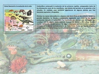 Cómo favoreció a la evolución de la vida Carbonífero contempló la evolución de los primeros reptiles, antepasados tanto de
los dinosaurios como de los mamíferos. Los árboles del período no se parecían a los
actuales. En realidad, eran versiones gigantescas de algunas plantas que hoy
llamamos equisetos y licopodios
Pérmico los mares retrocedieron y dejaron más tierra firme al descubierto. Surgieron
grandes desiertos. La blanda y exuberante vegetación que crecía en las tierras
pantanosas durante el Carbonífero fue sustituida por plantas más correosas, que
costaban más de digerir. Había extensos bosques de abetos y altos pinos. En este
mundo cambiante, desaparecieron los lagos y estanques poco profundos, y algunos
animales se instalaron definitivamente en tierra firme. Como los reptiles actuales,
ponían huevos en tierra firme y tenían una piel impermeable.
 