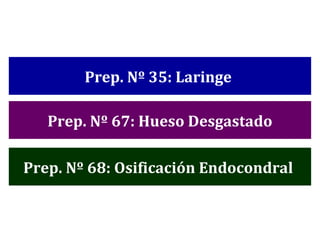 Prep. Nº 35: Laringe Prep. Nº 67: Hueso Desgastado Prep. Nº 68: Osificación Endocondral
