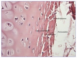 Condroblastos Capa fibrosa Capa condrógena Pericondrio