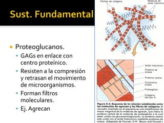    Proteoglucanos.
     GAGs en enlace con
      centro proteínico.
     Resisten a la compresión
      y retrasan el movimiento
      de microorganismos.
     Forman filtros
      moleculares.
     Ej. Agrecan
 
