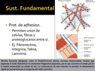    Prot. de adhesion.
         Permiten union de
          celulas, fibras y
          proteoglucanos entre si.
         Ej. Fibronectina,
          Integrina, Talina,
          Laminina.
Muchas bacterias patógenas, como el Staphylococcus aureus, secretan hialuronidasa, enzima que
segmenta al ácido hialurónico en numerosos fragmentos pequeños, por lo que convierte al estado gel de
la matriz extracelular en estado de sol. La consecuencia de esta reacción es permitir la diseminación
rápida de las bacterias por los espacios del tejido conectivo
 