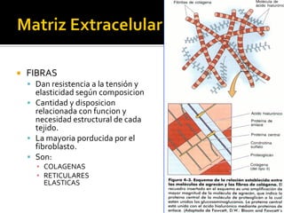    FIBRAS
     Dan resistencia a la tensión y
      elasticidad según composicion
     Cantidad y disposicion
      relacionada con funcion y
      necesidad estructural de cada
      tejido.
     La mayoria porducida por el
      fibroblasto.
     Son:
      ▪ COLAGENAS
      ▪ RETICULARES
        ELASTICAS
 