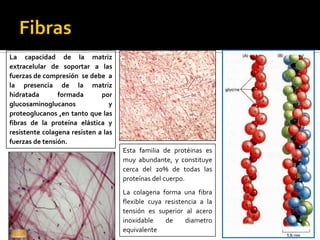 La capacidad de la matriz
extracelular de soportar a las
fuerzas de compresión se debe a
la presencia de la matriz                                             fibra.colagena
hidratada       formada       por
glucosaminoglucanos              y
                                                                           Sust.fundamental
proteoglucanos ,en tanto que las
fibras de la proteína elástica y
resistente colagena resisten a las
                                                                            Fibra elastica
fuerzas de tensión.
                                     Esta familia de protéinas es
                                     muy abundante, y constituye
                                     cerca del 20% de todas las
                                     proteínas del cuerpo.
                                     La colagena forma una fibra
                                     flexible cuya resistencia a la
                                     tensión es superior al acero
                                     inoxidable    de     diametro
                                     equivalente
 