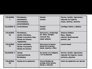 CLASIFICACION DE FIBRAS
                             COLAGENAS

COLAGENA      Fibroblastos,               Resistir                  Dermis, tendón, ligamentos,
    I         osteoblastos.               tensión                   cápsulas de órganos,
              odontoblastos,                                        hueso, dentina, cemento
              cementoblastos
COLAGENA II   Condroblastos               Resistir                  Cartílago hialino y elástico
                                          presión

COLAGENA      Fibroblastos,               Estructura y andamiaje    Sistema linfático
   III        celulas reticulares,        de: Bazo, Ganglio,        Bazo, Hígado.
              Células musculares lisas,   músculo liso,             sistema cardiovascular
              Células de Schwan,          tejido adiposo            pulmón, piel
               hepatocitos
COLAGENA      Celulas epiteliales,        Estructura la lamina      Lamina basal
   IV         Células musculares          densa de la lamina
              Células de Schwan           basal, soporta y filtra


COLAGENA V    Celulas                     Se asocia a la colágena   Dermis, tendón, ligamentos,
              mesenquimaticas             I en la placenta          cápsulas de órganos, hueso,
              fibroblastos                                          cemento, placenta

COLAGENA      Celulas de la epidermis     Forma fibrillas de        Unión de epidermis con dermis
   VII                                    anclaje entre lamina
                                          densa y reticular
                                                                                                    17
 