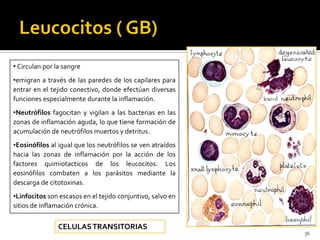 • Circulan por la sangre
•emigran a través de las paredes de los capilares para
entrar en el tejido conectivo, donde efectúan diversas
funciones especialmente durante la inflamación.
•Neutrófilos fagocitan y vigilan a las bacterias en las
zonas de inflamación aguda, lo que tiene formación de
acumulación de neutrófilos muertos y detritus.
•Eosinófilos al igual que los neutrófilos se ven atraídos
hacia las zonas de inflamación por la acción de los
factores quimiotacticos de los leucocitos. Los
eosinófilos combaten a los parásitos mediante la
descarga de citotoxinas.
•Linfocitos son escasos en el tejido conjuntivo, salvo en
sitios de inflamación crónica.


                CELULAS TRANSITORIAS
                                                            36
 