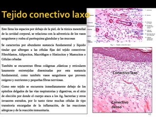 Este llena los espacios por debajo de la piel, de la túnica mesotelial
de la cavidad corporal, se relaciona con la adventicia de los vasos
sanguíneos y rodea al parénquima glandular y las mucosas

Se caracteriza por abundante sustancia fundamental y líquido
tisular que albergan a las células fijas del tejido conectivos:
Fibroblastos, Adipocitos, Macrófagos o Histiocitos y Mastocitos o
Células cebadas

También se encuentran fibras colágenas ,elásticas y reticulares
laxamente     entretejidas   diseminadas      por    esta   sustancia
                                                                         Conectivo laxo
fundamental, como también vasos sanguíneos que proveen
oxígeno y nutrientes y pequeñas fibras nerviosas.

Como este tejido se encuentra inmediatamente debajo de los
epitelios delgados de las vías respiratorias y digestivas, es el sitio
de elección por donde el cuerpo ataca a los Ag, bacterias y otros
invasores extraños, por lo tanto tiene muchas células de tipo
                                                                         Conectivo
transitoria encargadas de la inflamación, de las reacciones
                                                                         denso
alérgicas y de la reacción inmunitaria.
                                                                                          45
 