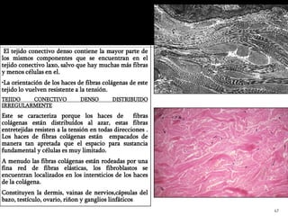 •El tejido conectivo denso contiene la mayor parte de
los mismos componentes que se encuentran en el
tejido conectivo laxo, salvo que hay muchas más fibras
y menos células en el.
•La orientación de los haces de fibras colágenas de este
tejido lo vuelven resistente a la tensión.
TEJIDO   CONECTIVO            DENSO        DISTRIBUIDO
IRREGULARMENTE
Este se caracteriza porque los haces de            fibras
colágenas están distribuídos al azar, estas fibras
entretejidas resisten a la tensión en todas direcciones .
Los haces de fibras colágenas están empacados de
manera tan apretada que el espacio para sustancia
fundamental y células es muy limitado.
A menudo las fibras colágenas están rodeadas por una
fina red de fibras elásticas, los fibroblastos se
encuentran localizados en los intersticios de los haces
de la colágena.
Constituyen la dermis, vainas de nervios,cápsulas del
bazo, testículo, ovario, riñon y ganglios linfáticos.
                                                            47
 