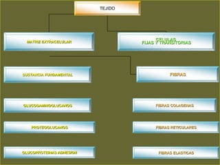 TEJIDO




 MATRIZ EXTRACELULAR
                                         CELULAS
                                   FIJAS Y TRANSITORIAS




SUSTANCIA FUNDAMENTAL                         FIBRAS




GLUCOSAMINOGLUCANOS                     FIBRAS COLAGENAS




   PROTEOGLUCANOS                       FIBRAS RETICULARES




GLUCOPROTEINAS ADHESION                  FIBRAS ELASTICAS
 