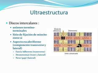 Ultraestructura
 Discos intercalares :
   uniones termino-
    terminales
   Sitio de fijación de miocitos
    entre si
   Aspecto escaleriforme
    (componente transverso y
    lateral)
       Fascia Adherens (transverso)
       Desmosomas (tranv y lateral)
       Nexo (gap) (lateral)
 