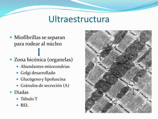 Ultraestructura
 Miofibrillas se separan
  para rodear al núcleo


 Zona bicónica (organelas)
    Abundantes mitocondrias
    Golgi desarrollado
    Glucógeno y lipofuscina
    Gránulos de secreción (A)
 Diadas
    Túbulo T
    REL
 