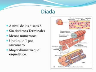 Diada

 A nivel de los discos Z
 Sin cisternas Terminales
 Menos numerosos
 Un túbulo T por
  sarcomero
 Mayor diámetro que
  esquelético.
 