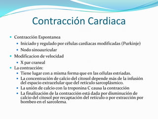 Contracción Cardiaca
 Contracción Espontanea
    Iniciado y regulado por células cardiacas modificadas (Purkinje)
    Nodo sinoauricular
 Modificacion de velocidad
    X par craneal
 La contracción:
    Tiene lugar con a misma forma que en las células estriadas.
    La concentración de calcio del citosol depende más de la infusión
     del espacio extracelular que del retículo sarcoplásmico.
    La unión de calcio con la troponina C causa la contracción
    La finalización de la contracción está dada por disminución de
     calcio del citosol por recaptación del retículo o por extracción por
     bombeo en el sarcolema.
 