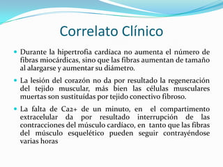 Correlato Clínico
 Durante la hipertrofia cardíaca no aumenta el número de
  fibras miocárdicas, sino que las fibras aumentan de tamaño
  al alargarse y aumentar su diámetro.
 La lesión del corazón no da por resultado la regeneración
  del tejido muscular, más bien las células musculares
  muertas son sustituídas por tejido conectivo fibroso.
 La falta de Ca2+ de un minuto, en      el compartimento
  extracelular da por resultado interrupción de las
  contracciones del músculo cardíaco, en tanto que las fibras
  del músculo esquelético pueden seguir contrayéndose
  varias horas
 