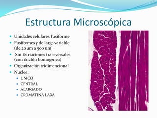 Estructura Microscópica
 Unidades celulares Fusiforme
 Fusiformes y de largo variable
  (de 20 um a 500 um)
 Sin Estriaciones transversales
  (con tinción homogenea)
 Organización tridimencional
 Nucleo:
    UNICO
    CENTRAL
    ALARGADO
    CROMATINA LAXA
 