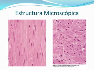 Estructura Microscópica
 