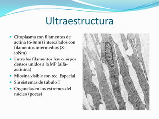 Ultraestructura
 Citoplasma con filamentos de
    actina (6-8nm) intercalados con
    filamentos intermedios (8-
    10Nm)
   Entre los filamentos hay cuerpos
    densos unidos a la MP (alfa-
    actinina)
   Miosina visible con tec. Especial
   Sin sistemas de túbulo T
   Organelas en los extremos del
    núcleo (pocas)
 