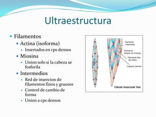 Ultraestructura
 Filamentos
    Actina (isoforma)
       Insertados en cps densos
   Miosina
     Union solo si la cabeza se
      fosforila
   Intermedios
     Red de insercion de
      filamentos finos y gruesos
     Control de cambio de
      forma
     Union a cps densos
 