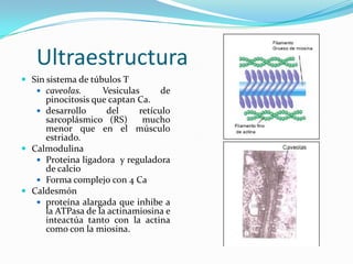 Ultraestructura
 Sin sistema de túbulos T
    caveolas.     Vesiculas      de
     pinocitosis que captan Ca.
    desarrollo      del    retículo
     sarcoplásmico (RS)      mucho
     menor que en el músculo
     estriado.
 Calmodulina
    Proteina ligadora y reguladora
     de calcio
    Forma complejo con 4 Ca
 Caldesmón
    proteína alargada que inhibe a
     la ATPasa de la actinamiosina e
     inteactúa tanto con la actina
     como con la miosina.
 