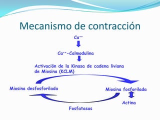 Mecanismo de contracción
                             Ca++


                     Ca++-Calmodulina

           Activación de la Kinasa de cadena liviana
           de Miosina (KCLM)


Miosina desfosforilada                     Miosina fosforilada

                                                   Actina
                          Fosfatasas
 