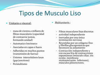 Tipos de Musculo Liso
 Unitario o visceral:                 Multiunitario :


   • masa de cientos a millares de       • Fibras musculares lisas discretas
       fibras musculares (capacidad      • actividad independiente
       de contraerse juntas,             • inervadas por una única
       formando unidad)                    terminación nerviosa
   •   Automatico Intrinseco             • Revestidas por un colágeno fino
                                           y fibrillas glucoproteícas que
   •   Asociadas en capas o haces          favorecen su aislamiento
   •   Adheridas en muchos puntos        • Contracción independiente y
       (transmisión de fuerza)             con escasa fcia de contracciones
                                           espontáneas (músculo ciliar, iris
   •   Uniones intercelulares laxas        ocular, membrana
       (gap junctions)                     nictitante(anim. Inferiores),
                                           músculos piloerectores.
   •   Peristaltismo
 