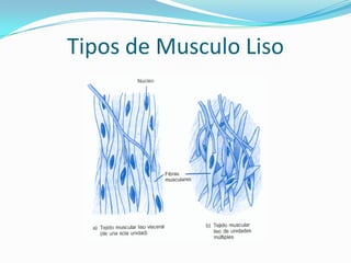 Tipos de Musculo Liso
 