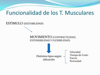 Funcionalidad de los T. Musculares
ESTIMULO (EXITABILIDAD)



              MOVIMIENTO (CONTRACTILIDAD,
              EXTENSIBILIDAD Y FLEXIBILIDAD)



                                           Velocidad
                  Distintos tipos según    Tiempo de Contr.
                                           Fuerza
                        ubicación
                                           Periocidad
 