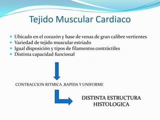 Tejido Muscular Cardiaco
   Ubicado en el corazón y base de venas de gran calibre vertientes
   Variedad de tejido muscular estriado
   Igual disposición y tipos de filamentos contráctiles
   Distinta capacidad funcional




    CONTRACCION RITMICA ,RAPIDA Y UNIFORME


                                    DISTINTA ESTRUCTURA
                                        HISTOLOGICA
 