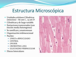 Estructura Microscópica
 Unidades celulares Cilindricas
    (miocitos) – 80 um L , 15 um D
   Cilindricas y de largo variable
   Estriaciones transversales (con
    tinción media heterogenea)
   Se ramifican y anastomosan
   Organización tridimencional
   Nucleo:
      UNICO o BINUCLEADO
      CENTRAL
      OVOIDE
      CROMATINA LAXA
      GLUCOGENO PERINUCLEAR
 Discos Intercalares
 