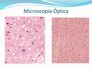 Microscopia Óptica
 