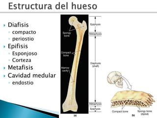    Osteocitos :osteoblastos maduros
    ◦ Se encuentran en la laguna
    ◦ Conectados por canalículos
   Osteoblastos: s...