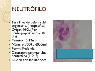 NEUTRÓFILO

   1era línea de defensa del
    organismo. (inespecifica)
   Origen: M.O..(Por
    neutropoyesis aprox. 10
    días)
   Tamaño: 10-12um
   Número: 3000 a 6000/ml
   Forma: Redonda.
   Citoplasma con granulos
    neutrofilos (1, 2 ,3)
   Nucleo con lobulaciones
 