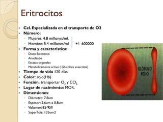 Eritrocitos
 Cel. Especializada en el transporte de O2
 Número:
  ◦ Mujeres: 4.8 millones/ml.
  ◦ Hombre: 5.4 millones/ml    +/- 600000
 Forma y caracteristica:
    ◦   Disco Biconcavo
    ◦   Anucleado
    ◦   Escasas organelas
    ◦   Metabolicamente activo ( Glucolisis anaerobia)
   Tiempo de vida 120 días
   Color: rojo(Hb)
   Función: transportar O2 y CO2.
   Lugar de nacimiento: MOR.
   Dimensiones:
    ◦   Diámetro: 7.8um
    ◦   Espesor: 2.6um a 0.8um
    ◦   Volumen: 85-95fl
    ◦   Superficie: 135um2
 