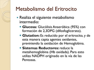 Metabolismo del Eritrocito
   Realiza el siguiente metabolismo
    intermedio:
     Glucosa: Glucólisis Anaeróbica (95%) con
      formación de 2,3DPG (difosfoglicerato).
     Glutation: Es reducido por el eritrocito, y de
      esta manera capta agentes oxidantes,
      previniendo la oxidación de Hemoglobina.
     Sistemas Reductores: reduce la
      metahemoglobina (Hb oxidada). Para esto
      utiliza NADPH originado en la vía de las
      Pentosas.
 